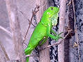 Bonaire 2012